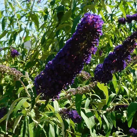 La Cle Des Sens Le Faubourg